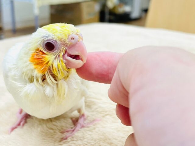 オカメインコ