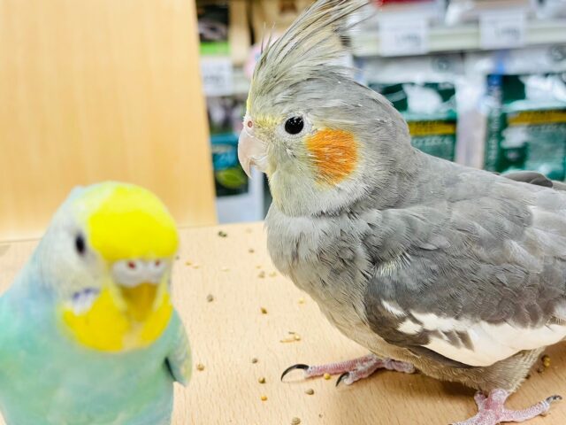 オカメインコ