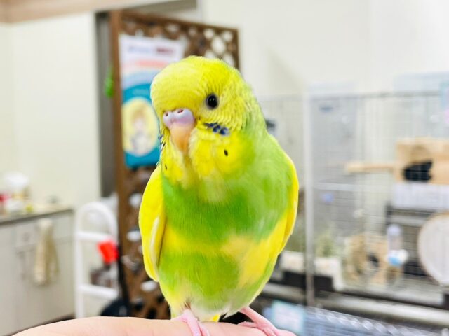 セキセイインコ