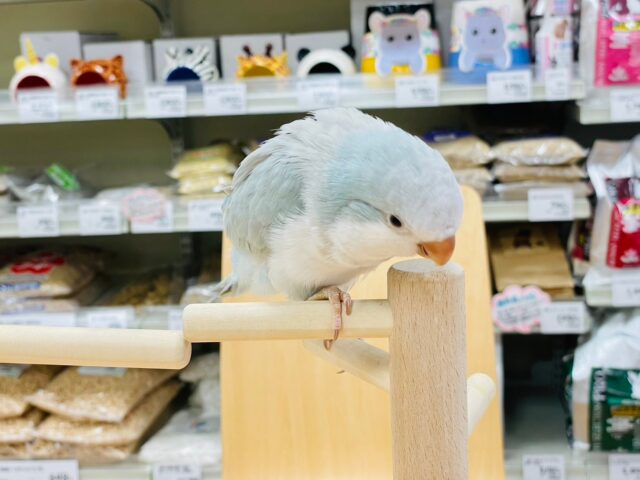 オキナインコ