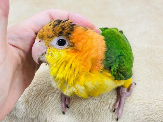 シロハラインコ