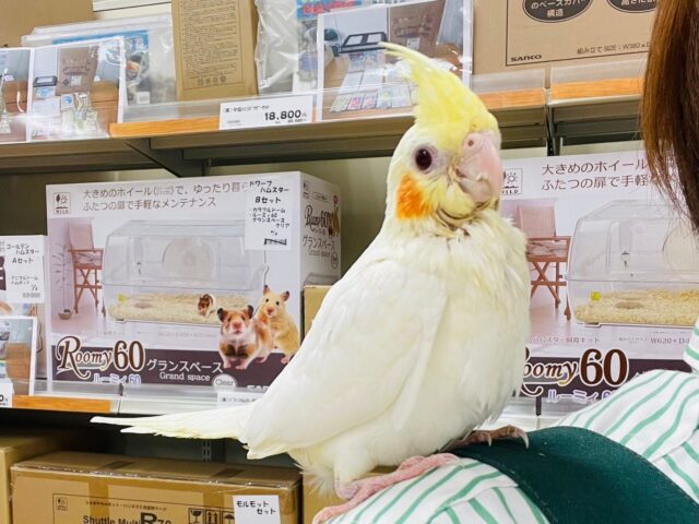 オカメインコ