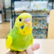 【最新動画更新🪄】背筋ピン！食欲旺盛♡セキセイインコ（パイド）ヒナ