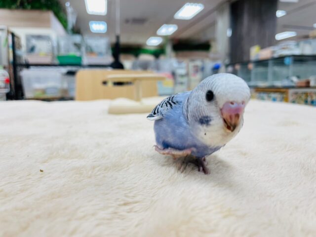 セキセイインコ