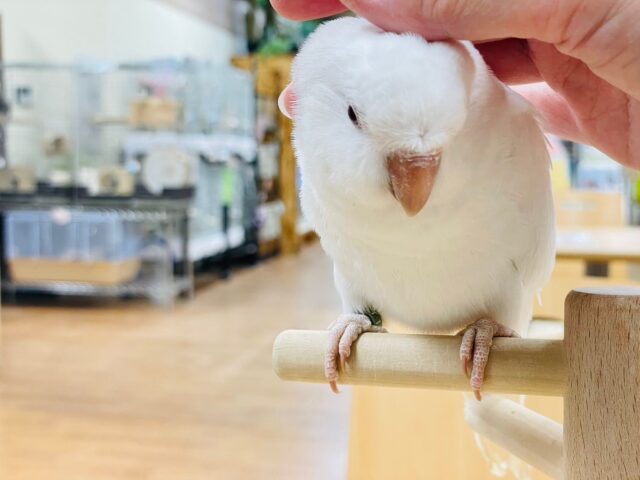 オキナインコ