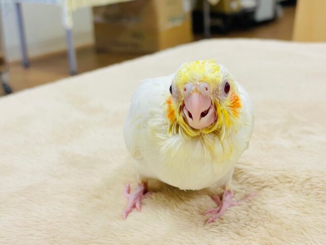 オカメインコ