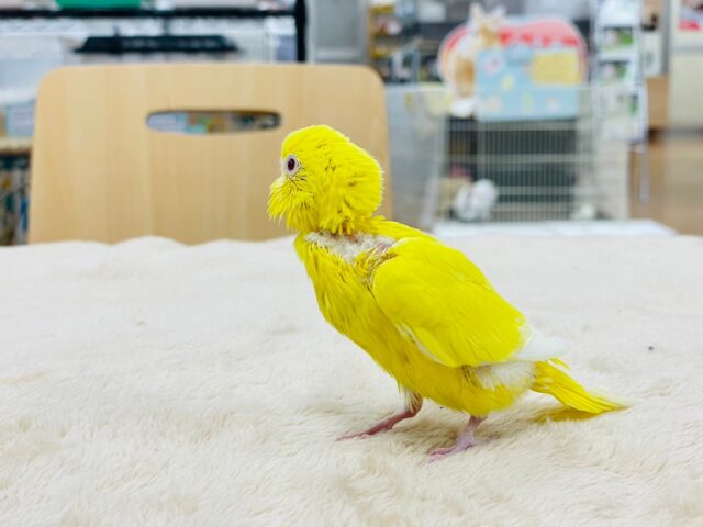 セキセイインコ