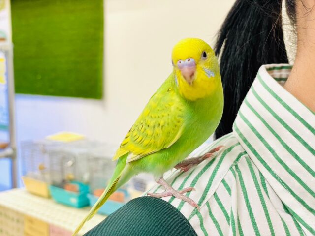 セキセイインコ