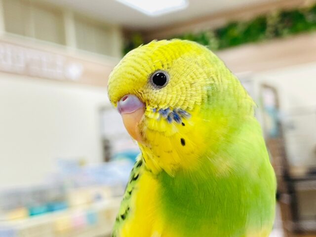 セキセイインコ