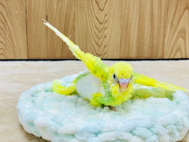 セキセイインコ