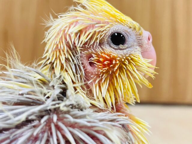 オカメインコ