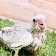 淡いカラーの癒しキャラ(*´Д｀*)  オカメインコ