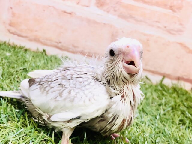 淡いカラーの癒しキャラ(*´Д｀*) オカメインコ