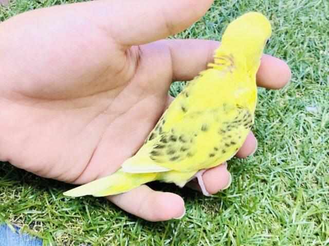 セキセイインコ