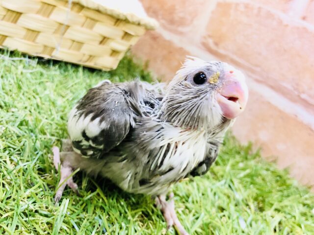 オカメインコ