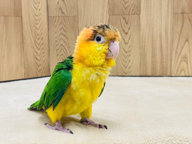 シロハラインコ