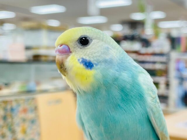 セキセイインコ