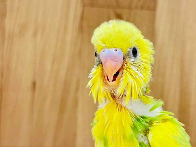 セキセイインコ