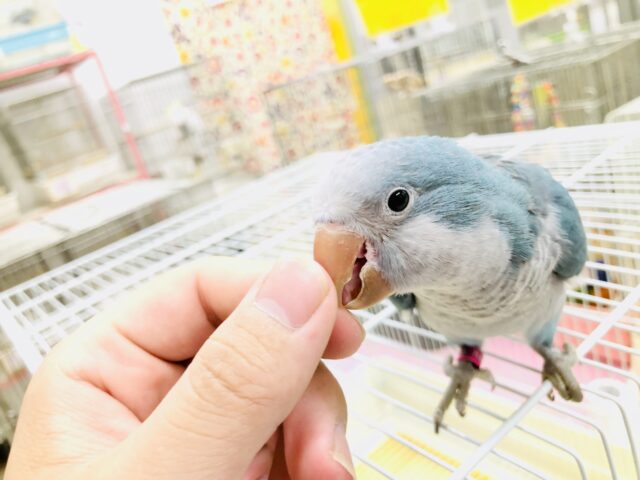 オキナインコ