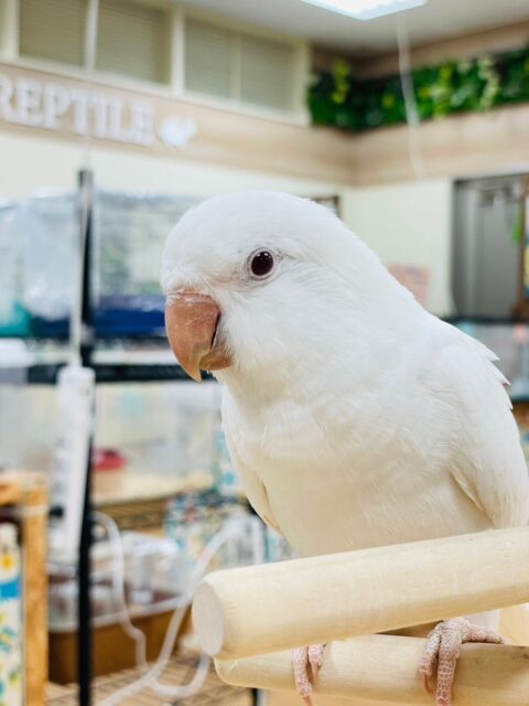 オキナインコ