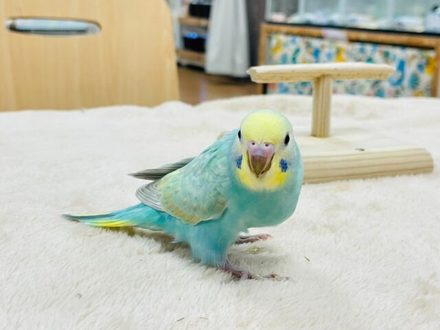 セキセイインコ