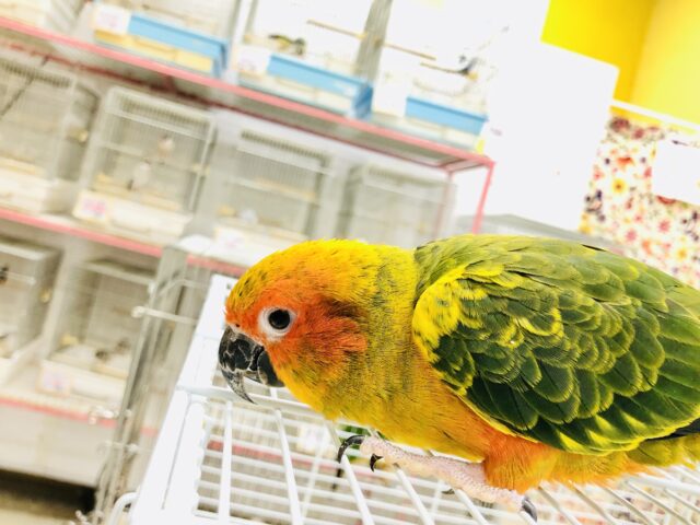 コガネメキシコインコ