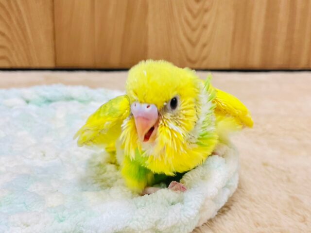 セキセイインコ