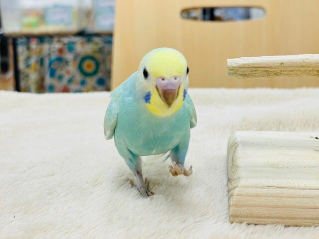 セキセイインコ