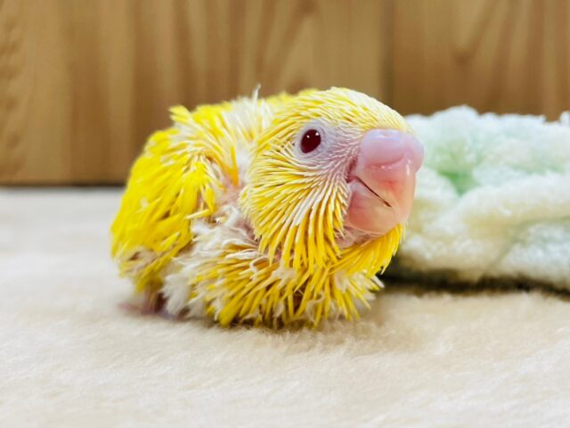 セキセイインコ