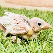 白衣の天使ちゃん♪♪　白文鳥