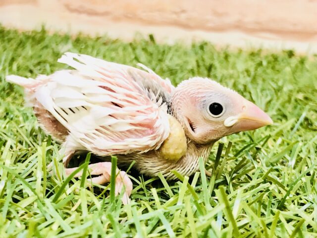 白衣の天使ちゃん♪♪　白文鳥