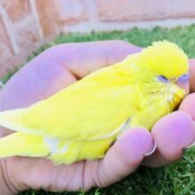 ここが～落ち着きます～♪♪　セキセイインコ