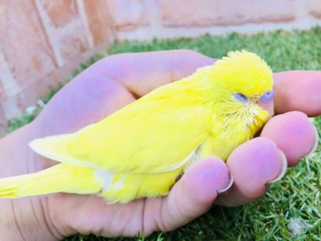 ここが～落ち着きます～♪♪　セキセイインコ