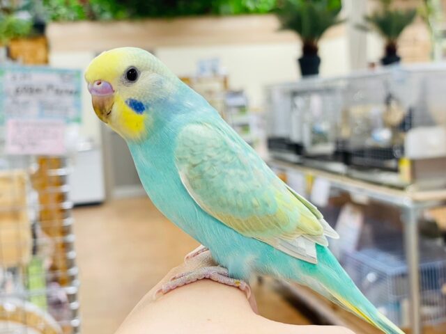 セキセイインコ