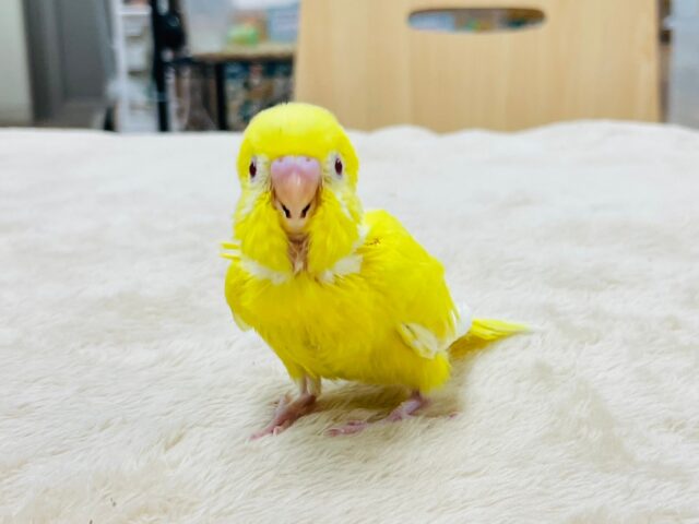 セキセイインコ