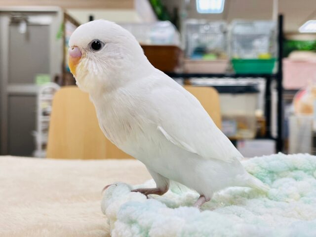 セキセイインコ