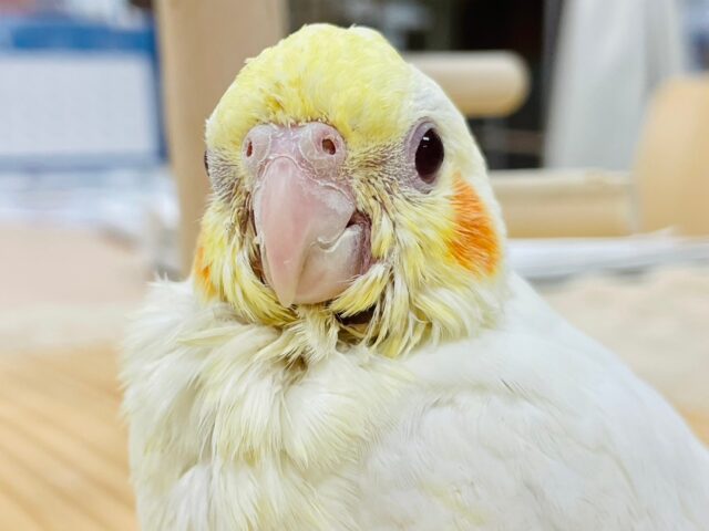 オカメインコ