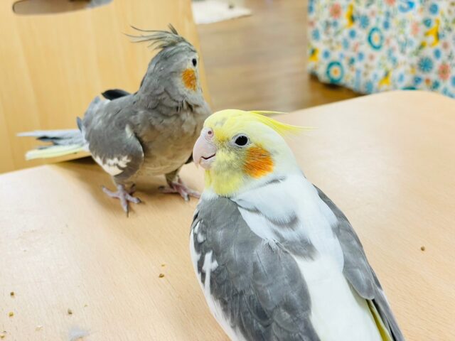 オカメインコ