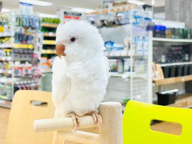 オキナインコ