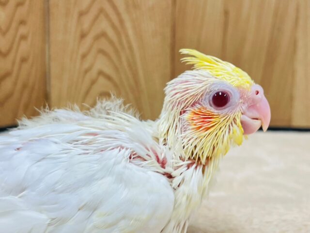 オカメインコ