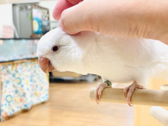 オキナインコ