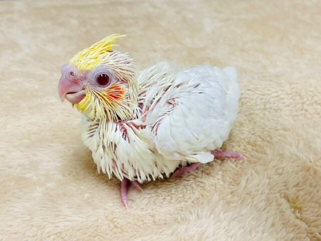 オカメインコ