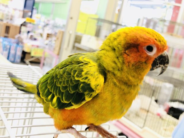 コガネメキシコインコ