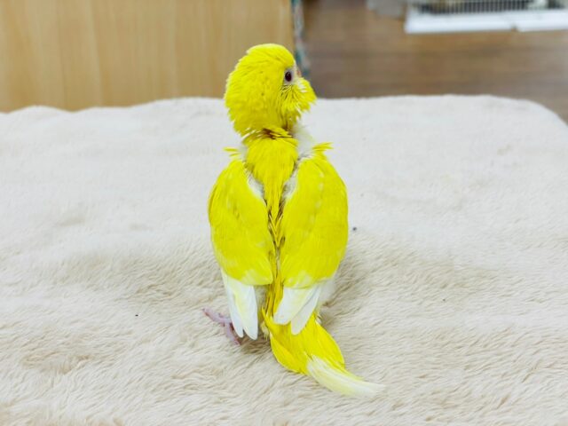 セキセイインコ