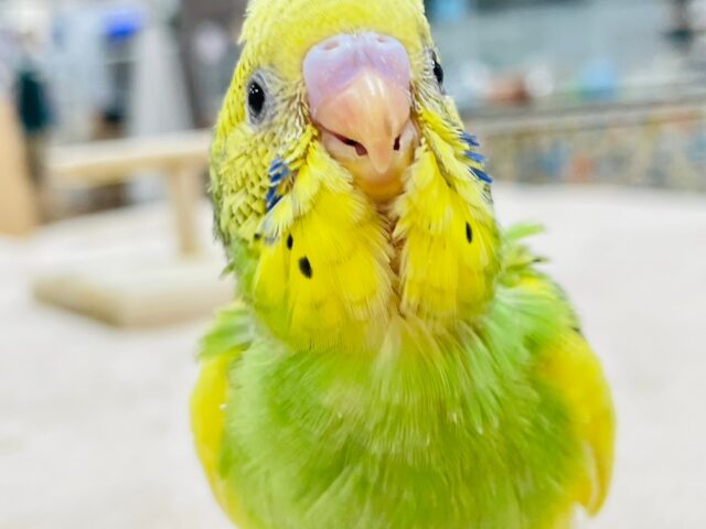 セキセイインコ