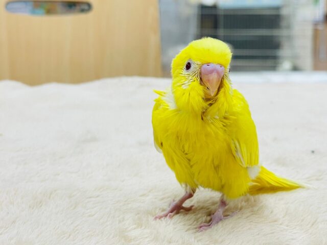 セキセイインコ