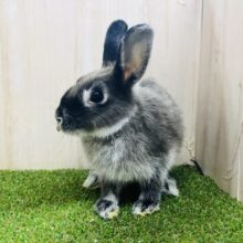 ネザーランドドワーフ(ブラックオター)ちゃんやってきましたよ〜♪