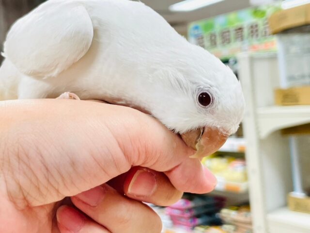 オキナインコ