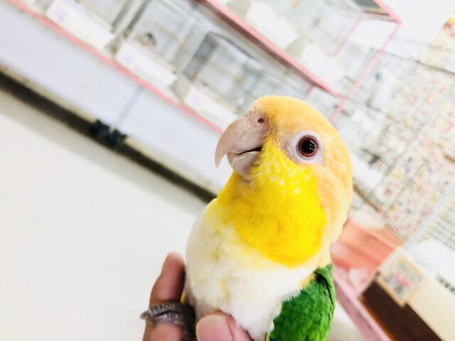 シロハラインコ