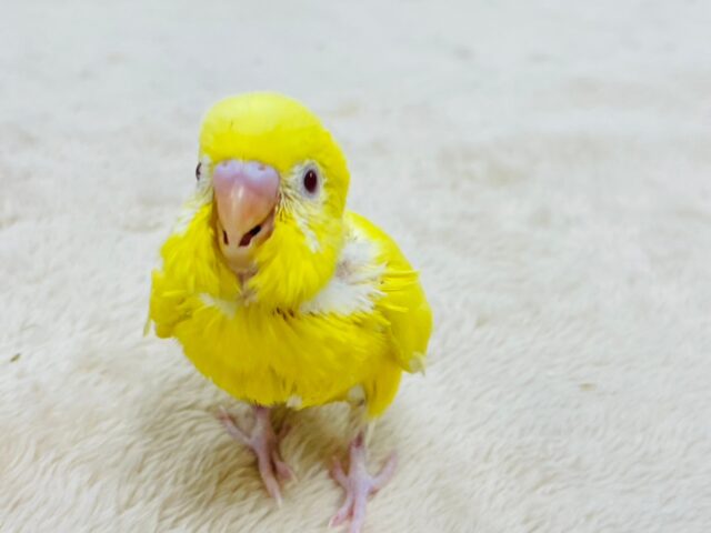 セキセイインコ